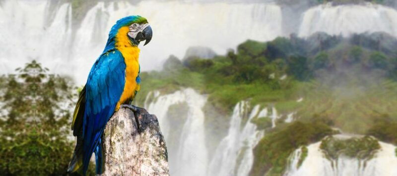 from-puerto-iguazu-half-day-brazilian-falls-excursion