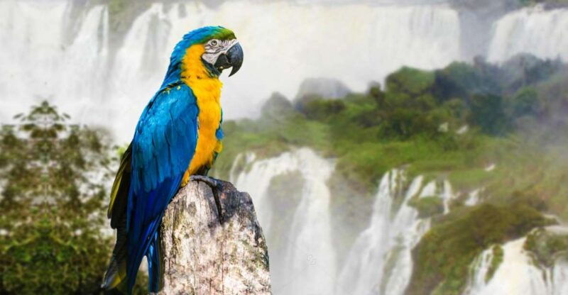 from-puerto-iguazu-half-day-brazilian-falls-excursion