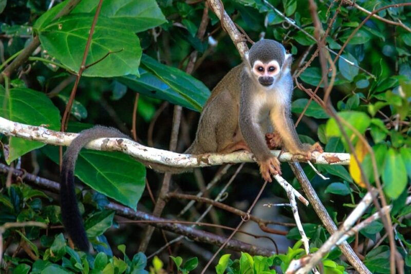from-puerto-maldonado-jungle-adventure
