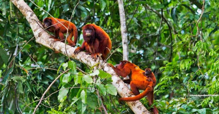 from-puerto-maldonado-jungle-trekking-sandoval-lake-3