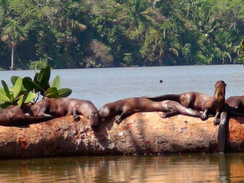 from-puerto-maldonado-jungle-trekking-sandoval-lake