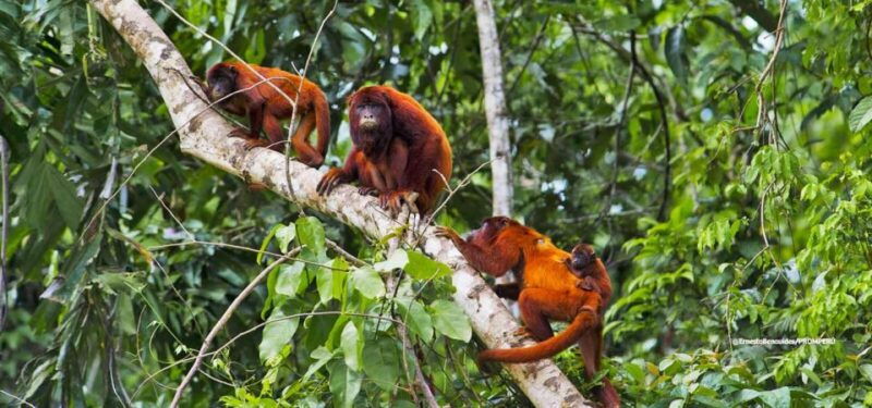 from-puerto-maldonado-kayak-tour-monkey-island-for-1-day