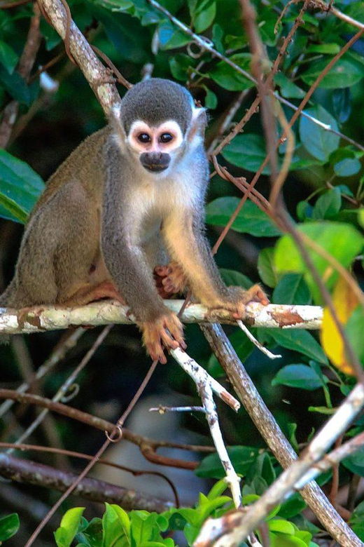 from-puerto-maldonado-kayak-tour-monkey-island