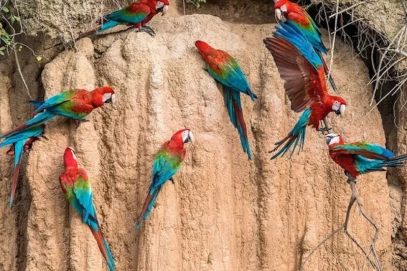 from-puerto-maldonado-macaw-clay-lick-2-days