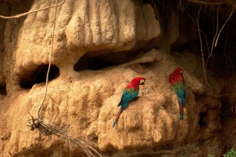 from-puerto-maldonado-macaw-clay-lick-2-days