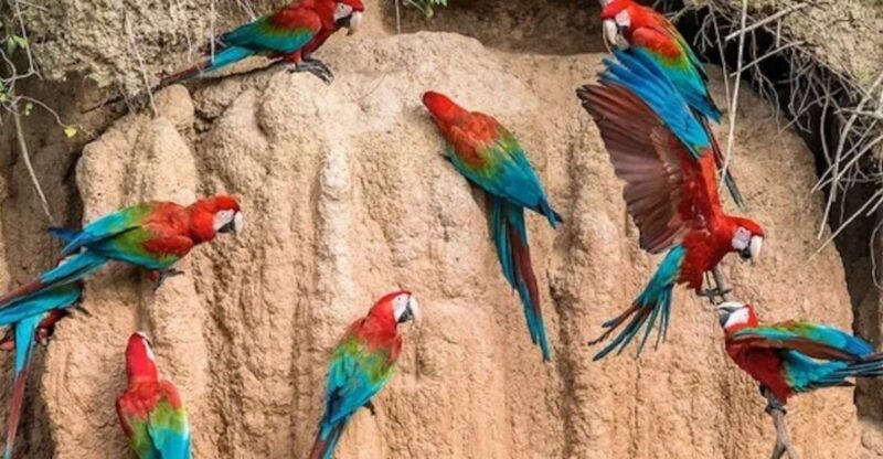 from-puerto-maldonado-macaw-clay-lick-2-days