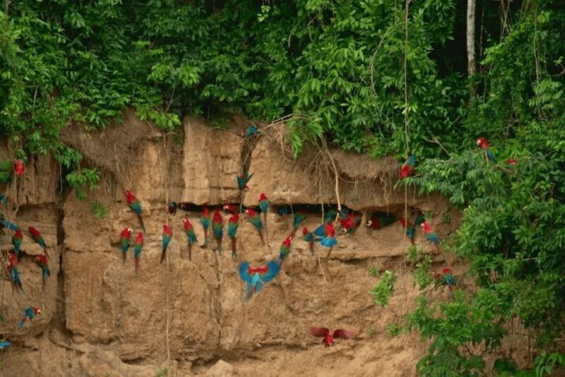 from-puerto-maldonado-macaw-clay-lick-2-days
