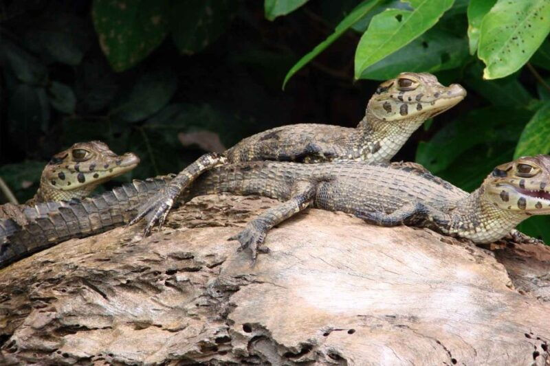 from-puerto-maldonado-tambopata-3-day-rainforest-tour