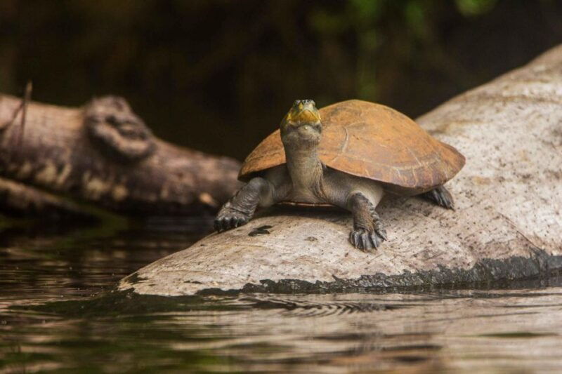 from-puerto-maldonado-tambopata-national-reserve-2-day-tour