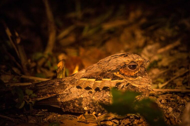 from-puerto-maldonado-tambopata-national-reserve-2-day-tour