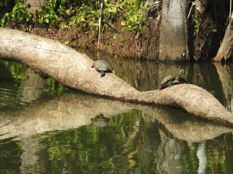 from-puerto-maldonado-tambopata-national-reserve-3-day-tour