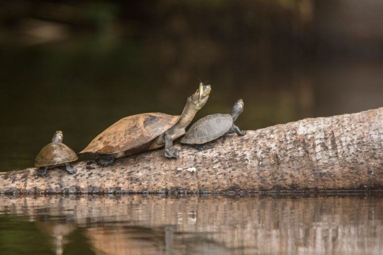 from-puerto-maldonado-tambopata-national-reserve-3-day-tour