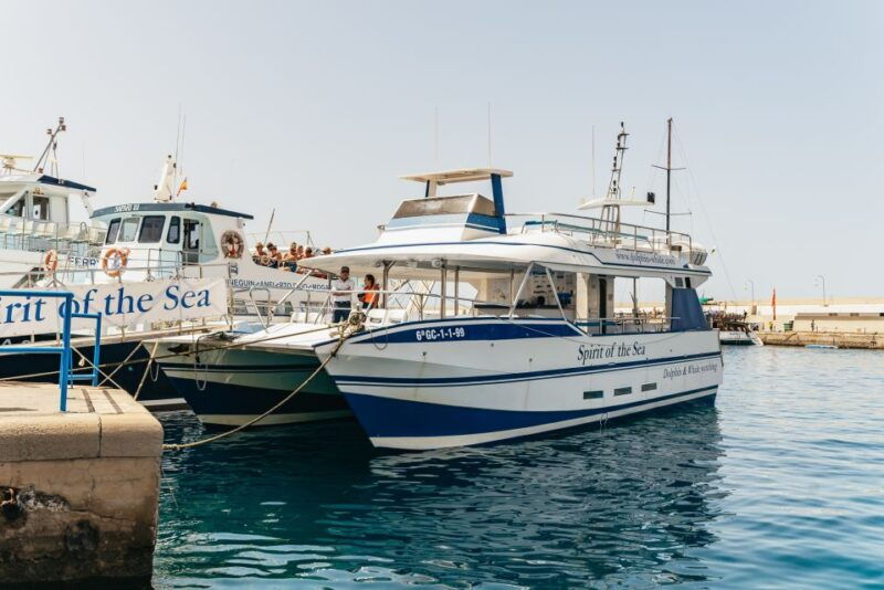 from-puerto-rico-de-gran-canaria-dolphin-watching-cruise