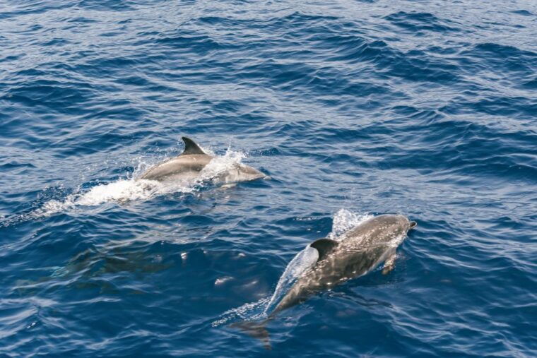 from-puerto-rico-de-gran-canaria-dolphin-watching-cruise