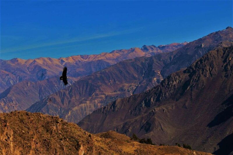 from-puno-2-day-colca-canyon-tour-ending-in-arequipa