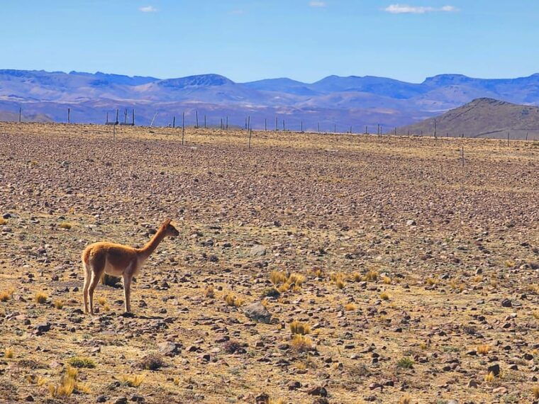 from-puno-2-day-tour-to-colca-canyon-ending-in-arequipa