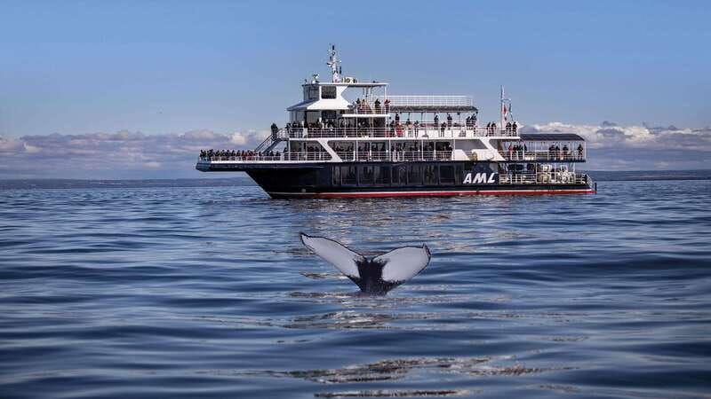 from-quebec-city-whale-watching-excursion-full-day-trip