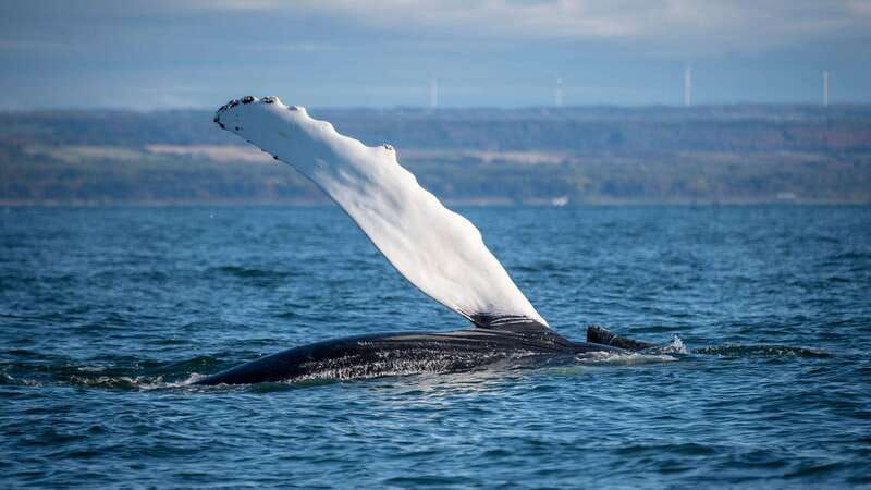 from-quebec-city-whale-watching-excursion-full-day-trip