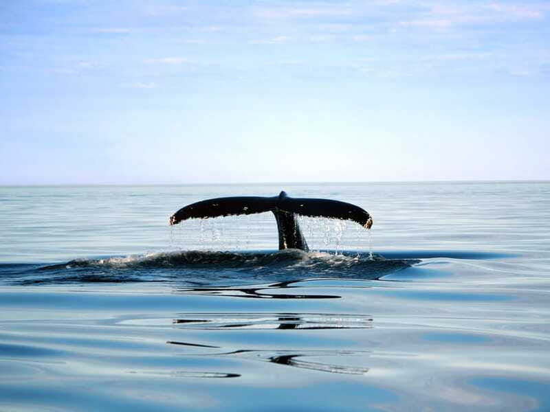 from-quebec-city-whale-watching-excursion-full-day-trip