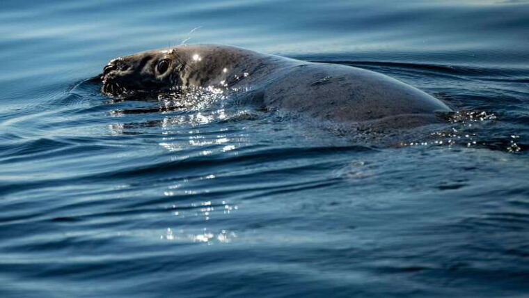 from-quebec-city-whale-watching-excursion-full-day-trip