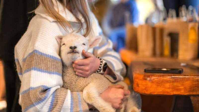 From Queenstown: Coach, Farm Tour & Milford Nature Cruise - Scenic Drive Along Milford Road