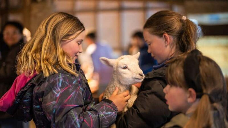 From Queenstown: Coach, Farm Tour & Milford Nature Cruise - Milford Sound: The Jewel of Fiordland