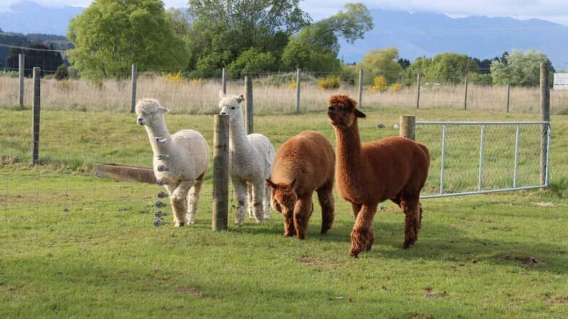 From Queenstown: Coach, Farm Tour & Milford Nature Cruise - Food, Relaxation, and Wildlife Spotting