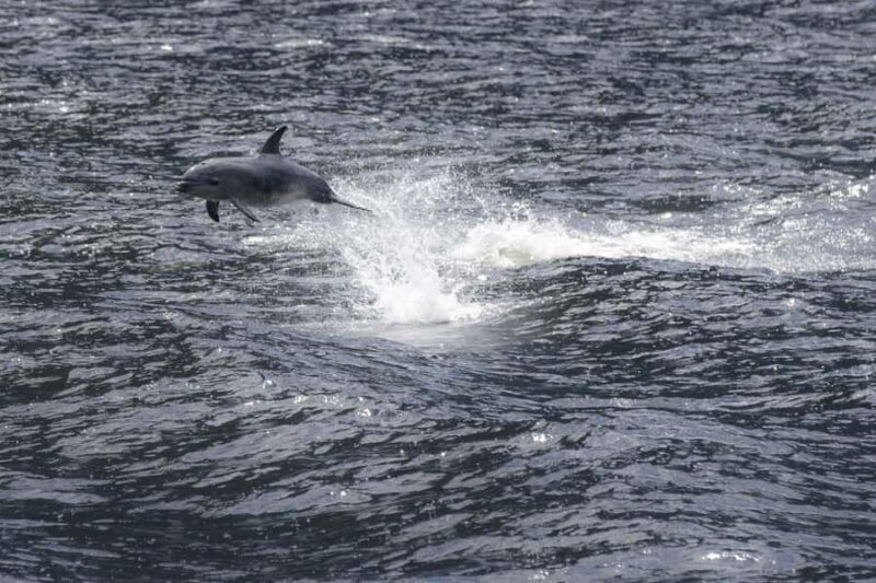 From Queenstown: Milford Sound Cruise and Coach Day Tour - An In-Depth Look at the Milford Sound Day Trip