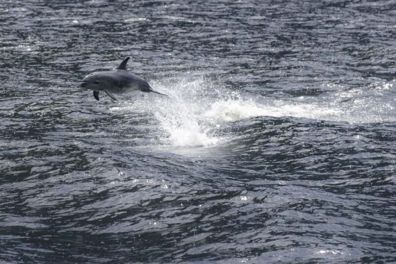 From Queenstown: Milford Sound Cruise and Coach Day Trip - Who Should Take This Tour?