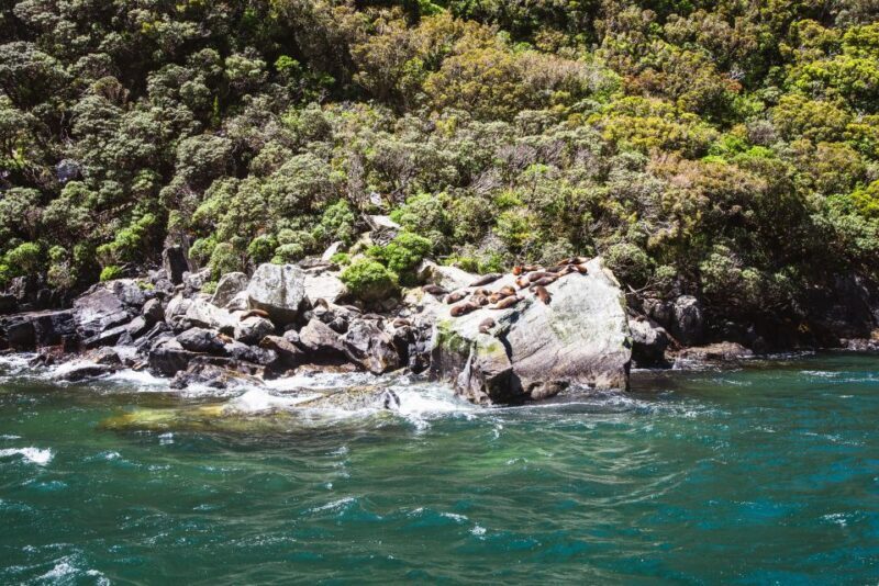 From Queenstown: Milford Sound Cruise and Scenic Drive - Who Will Love This Tour?