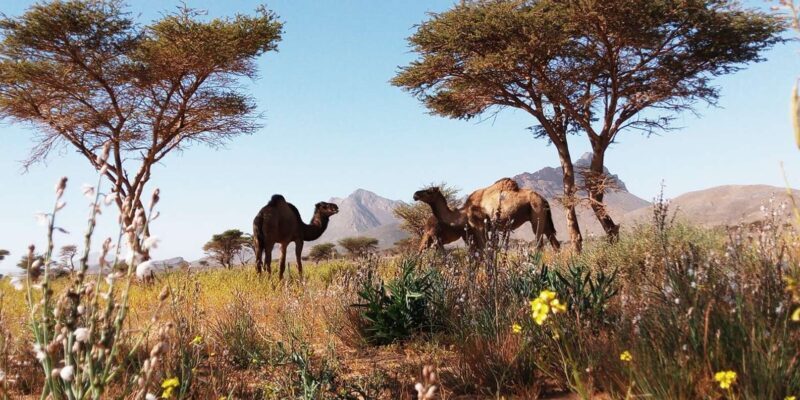 From Rabat: 4 Days 3 Nights Sahara Desert Tour - Key Points