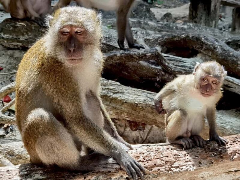 From Railay: Day Trip to Phi Phi with Private Longtail Tour - The Sum Up