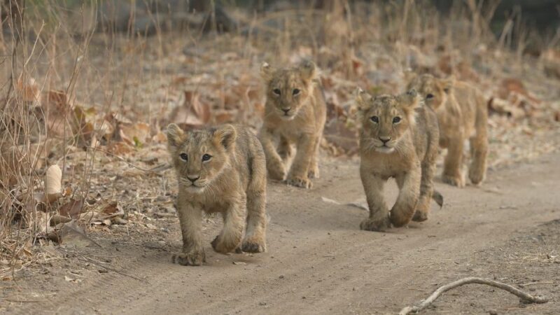 From Rajkot: Gir Somnath Weekend Tour - Final Thoughts