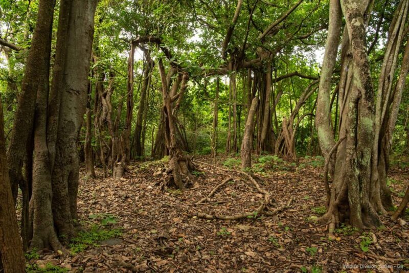 From Rajkot: Gir Somnath Weekend Tour - FAQ