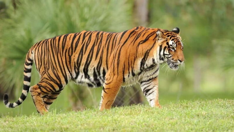 From: Ranthambore: Guided Tiger Safari in Canter - Key Points