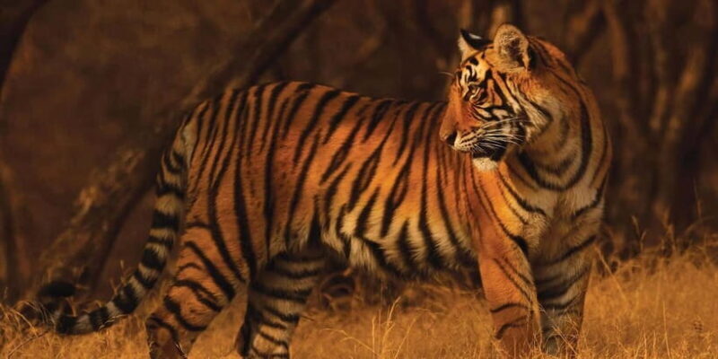 From: Ranthambore: Guided Tiger Safari in Canter - Exploring Ranthambore: What to Expect