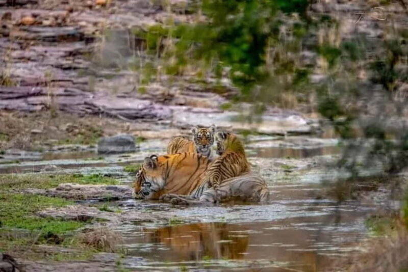 From: Ranthambore: Guided Tiger Safari in Canter - A Closer Look at the Experience