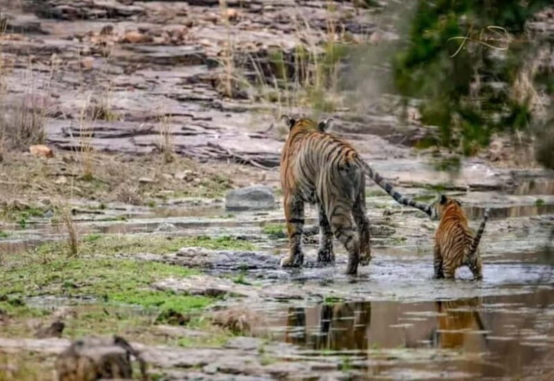 From Ranthambore: Official Tiger Safari in Canter With Guide - What the safari experience entails: