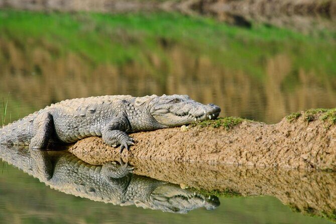 From Ranthambore:National Chambal Alligator Private Trip All Incl - Key Points