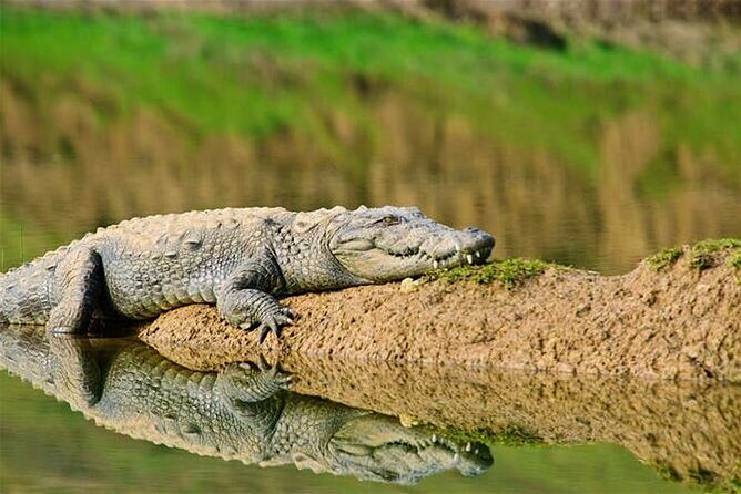 From Ranthambore:National Chambal Alligator Private Trip All Incl - The Sum Up