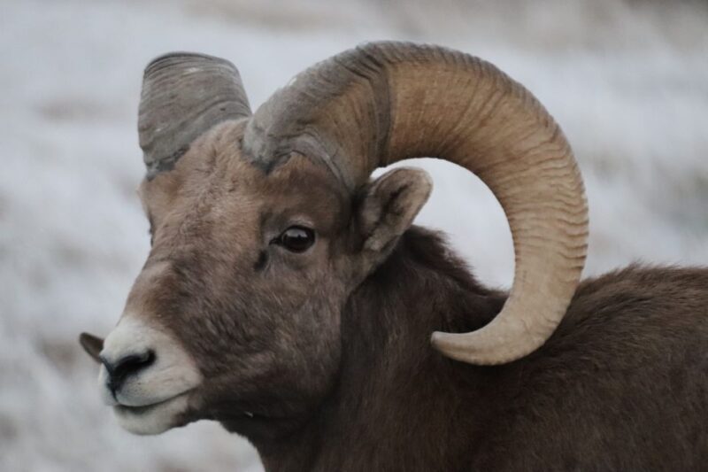 From Rapid City: Epic Badlands Tour and Legendary Wall Drug - Scenic Drives and Photo Stops