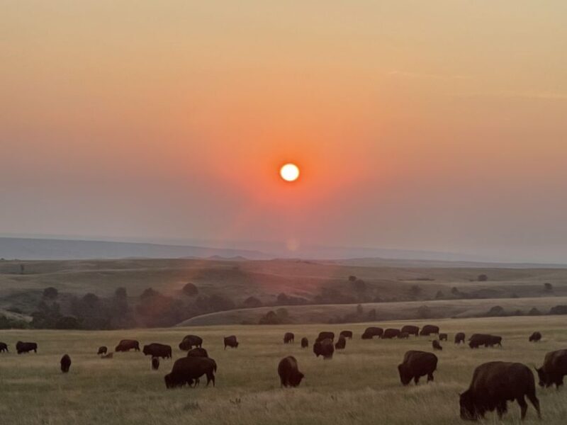 From Rapid City: Epic Badlands Tour and Legendary Wall Drug - Returning to Rapid City