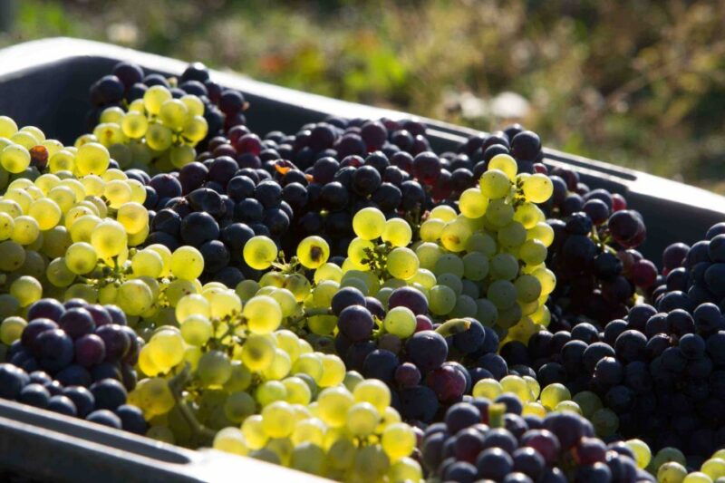 from-reims-epernay-the-connoisseurs-private-tour-9-tastings