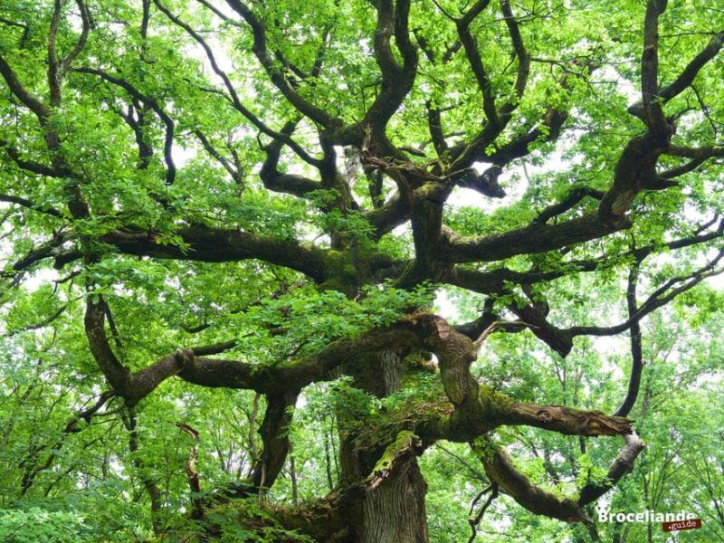 from-rennes-broceliande-and-carnac-day-trip