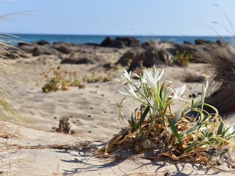 From Rethymno: Elafonisi Beach - private tour by SUV - What Makes This Tour Stand Out?