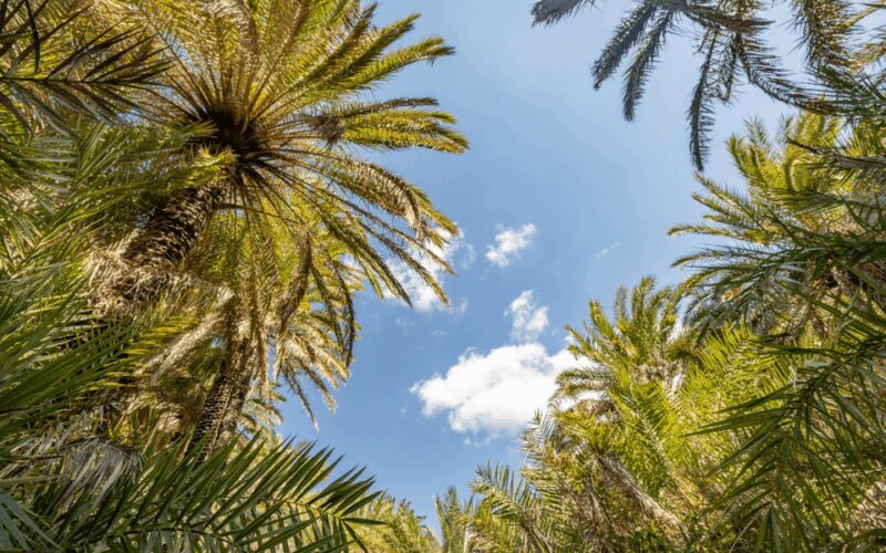From Rethymno: Exotic Preveli Palms, Damnioni & Plakia Beach - FAQs