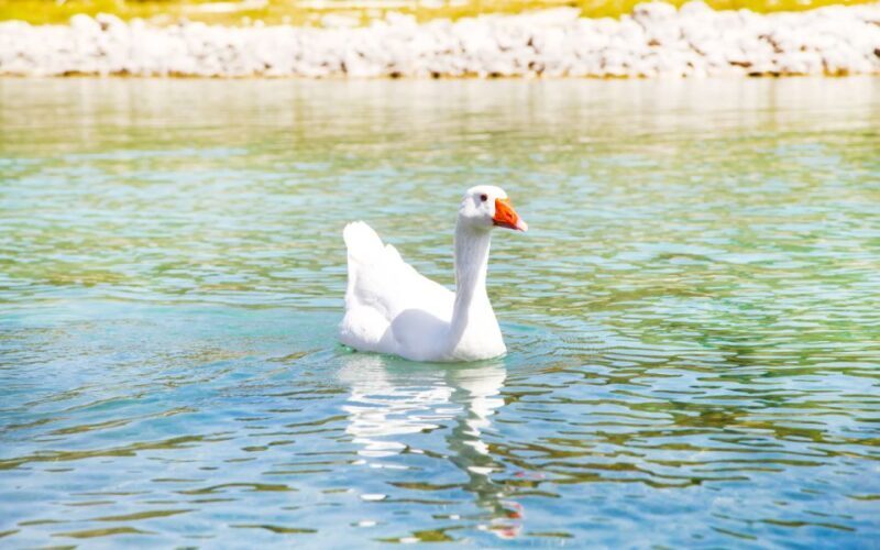 From Rethymno: Lake Kournas, Argyroupolis & Georgioupolis - FAQ
