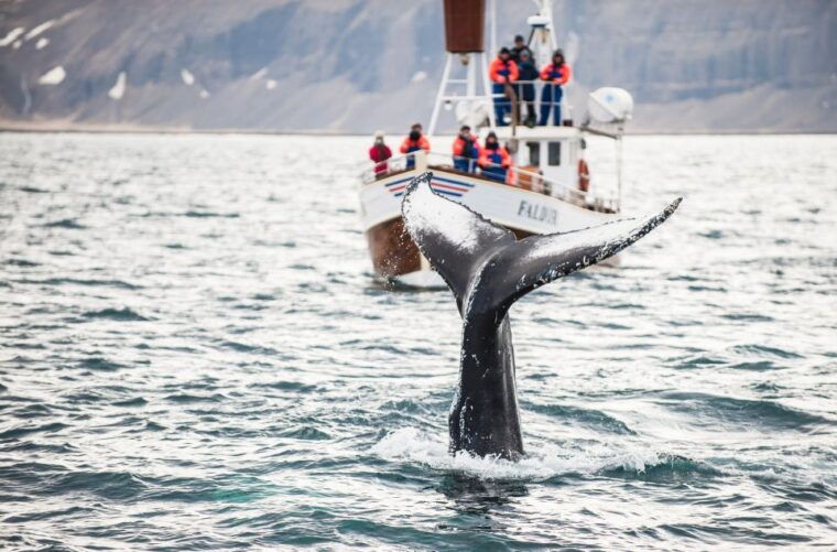 from-reykjavik-4-5-6-or-7-day-small-group-ring-road-tour-2