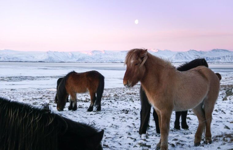 from-reykjavik-6-day-icelandic-ring-road-tour