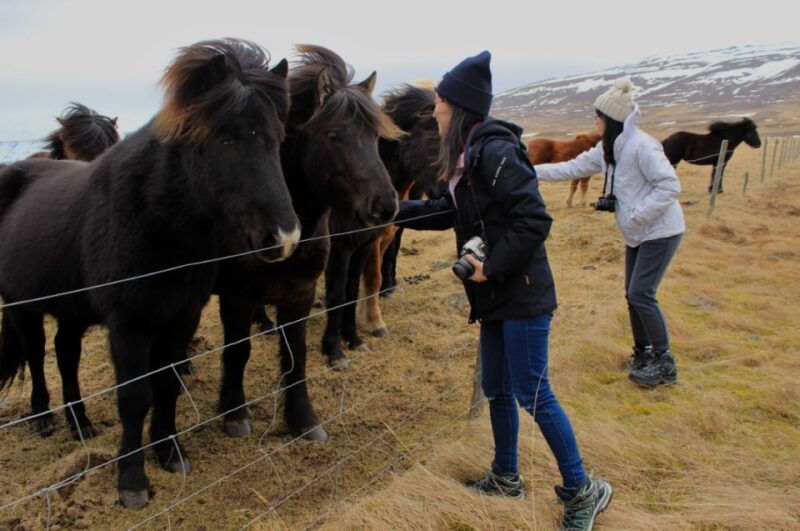 from-reykjavik-6-day-small-group-tour-of-iceland-summer